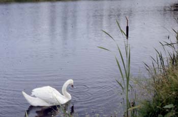 Polotsk09.lebedi